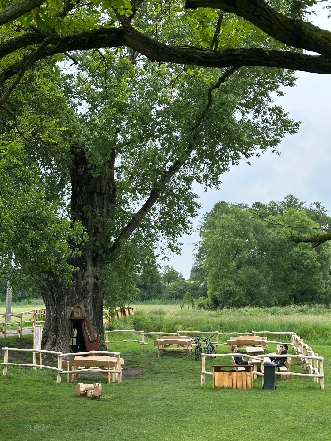 波兰之树屋是真的树 ，自己长成了个“客厅”！