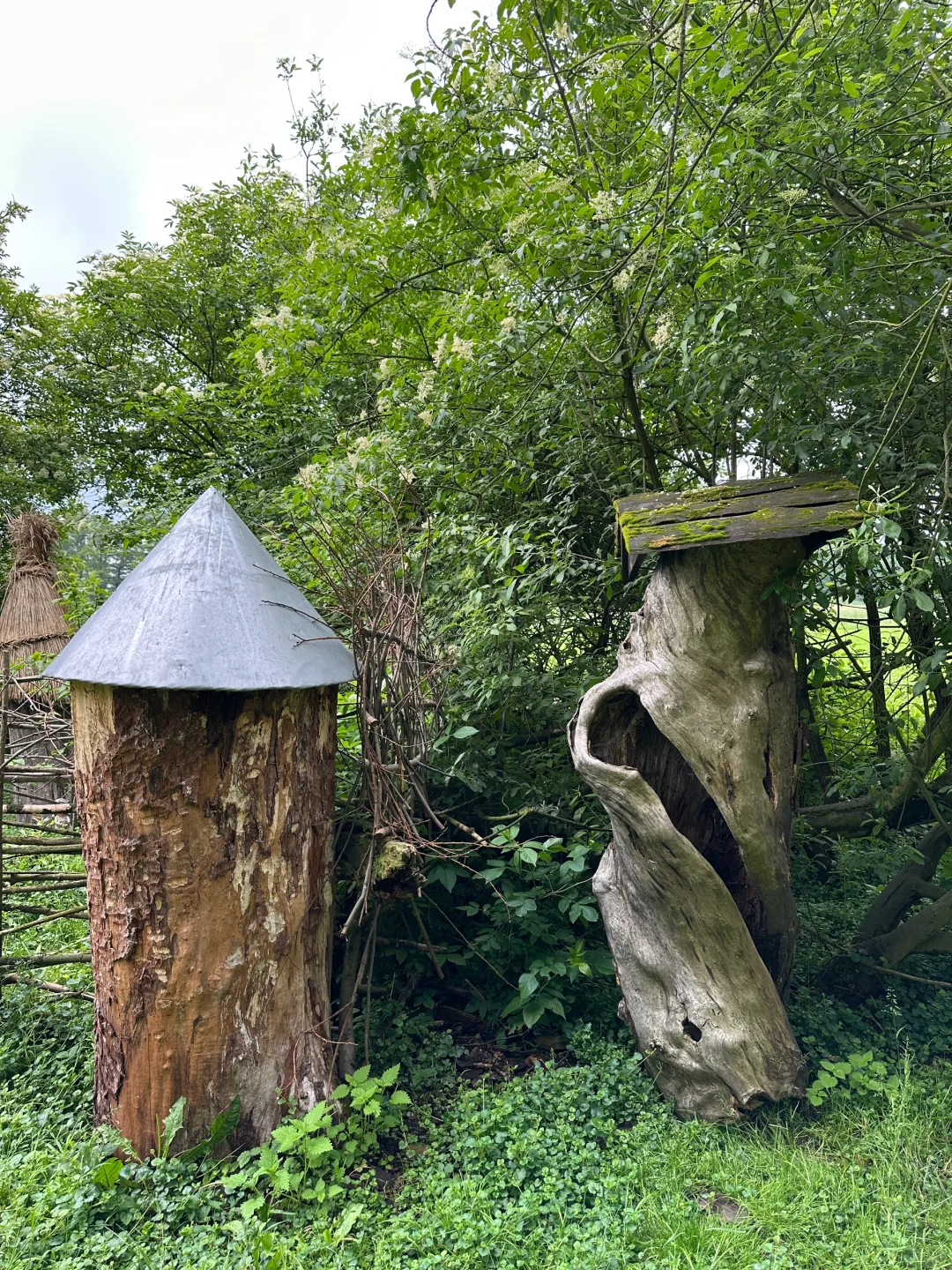 波兰之树屋是真的树 ，自己长成了个“客厅”！