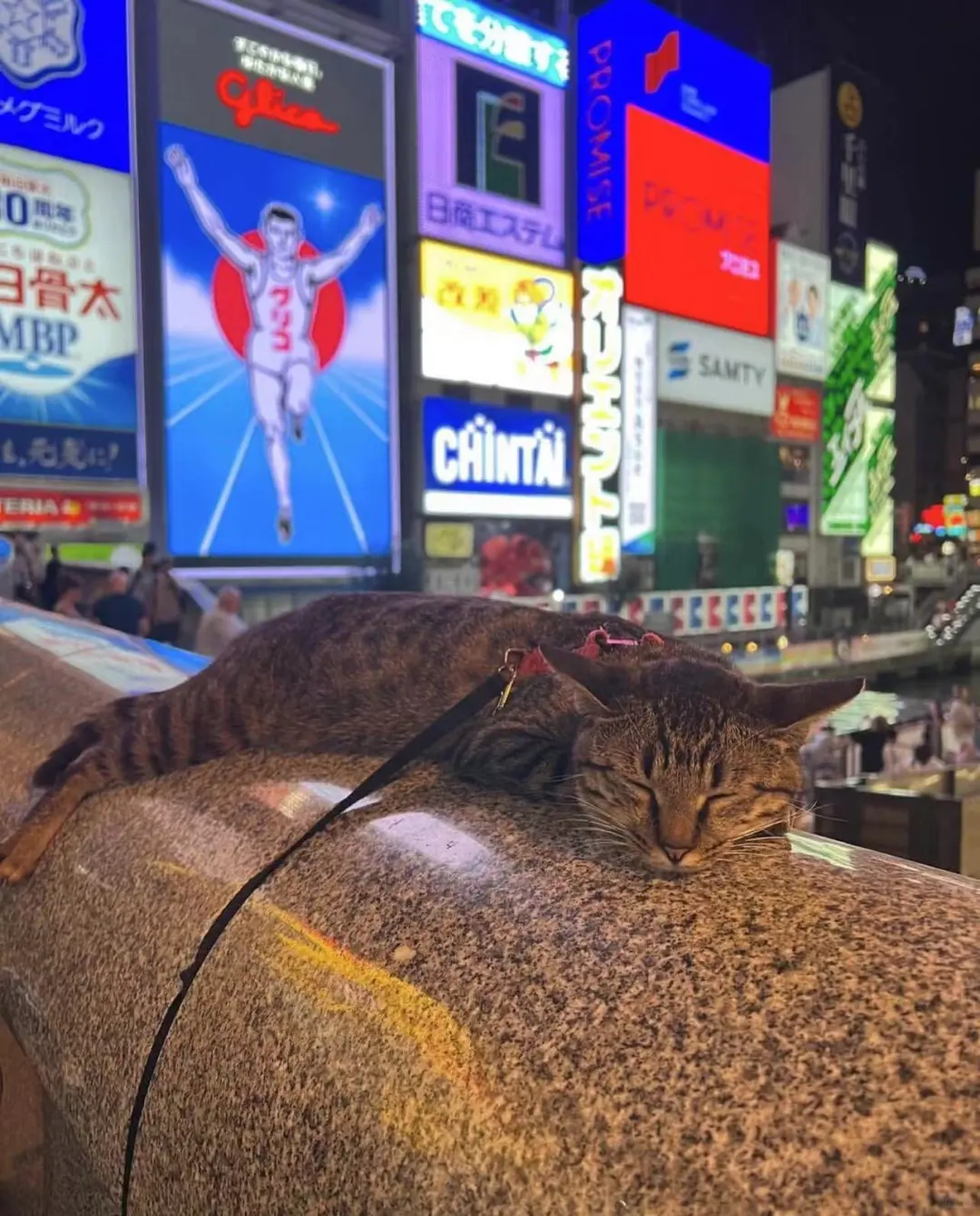 日本旅游已回，血泪教训！！！