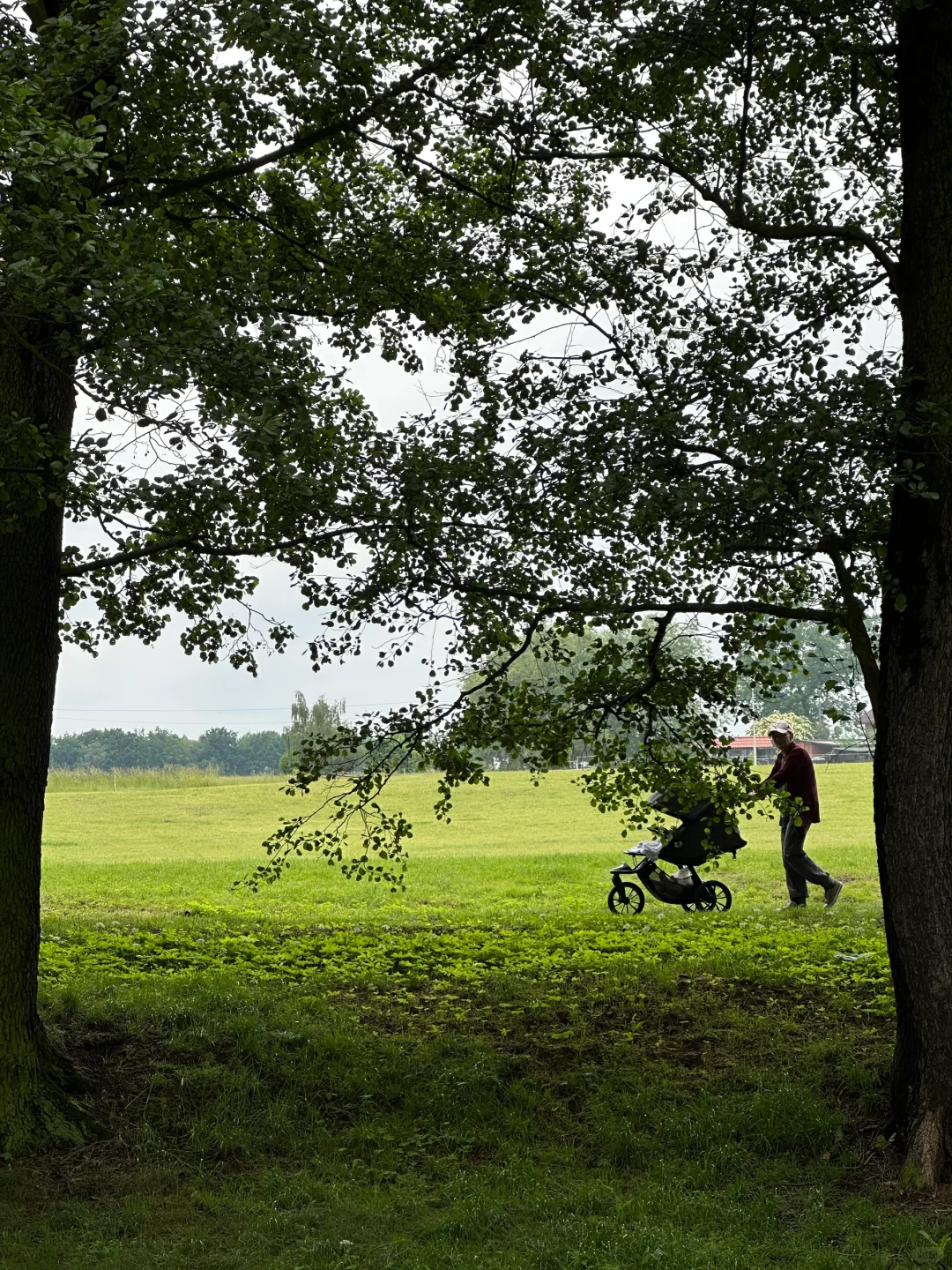 波兰之树屋是真的树 ，自己长成了个“客厅”！