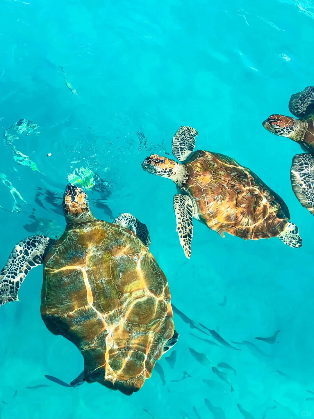 高考后别挤泰国啦！马来西亚4k+玩7天