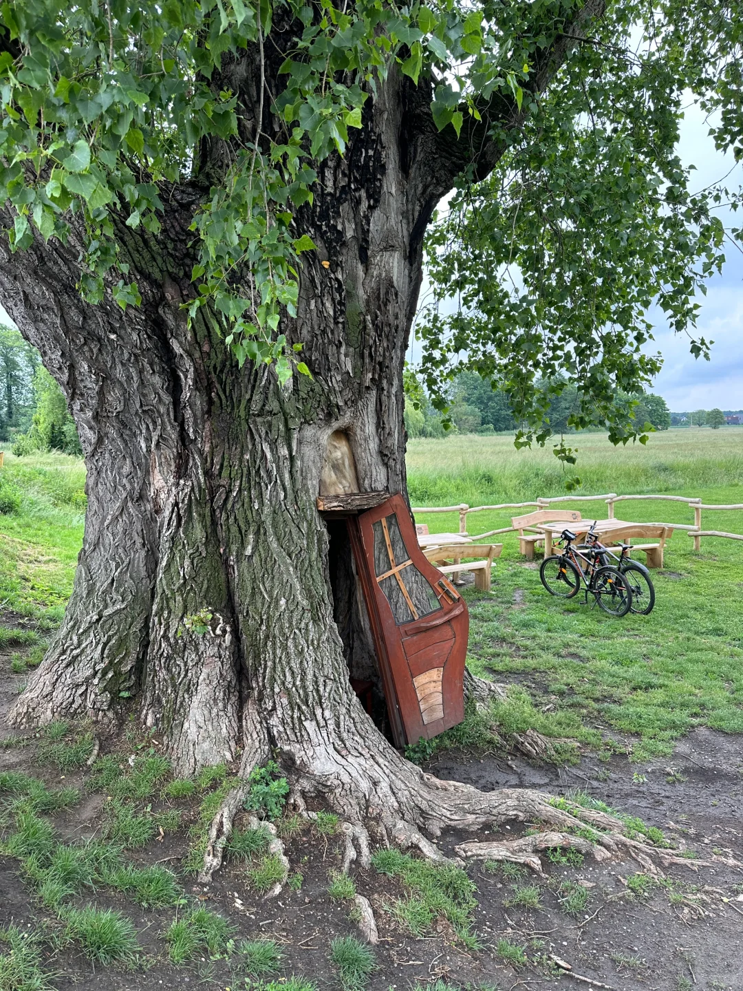 波兰之树屋是真的树 ，自己长成了个“客厅”！