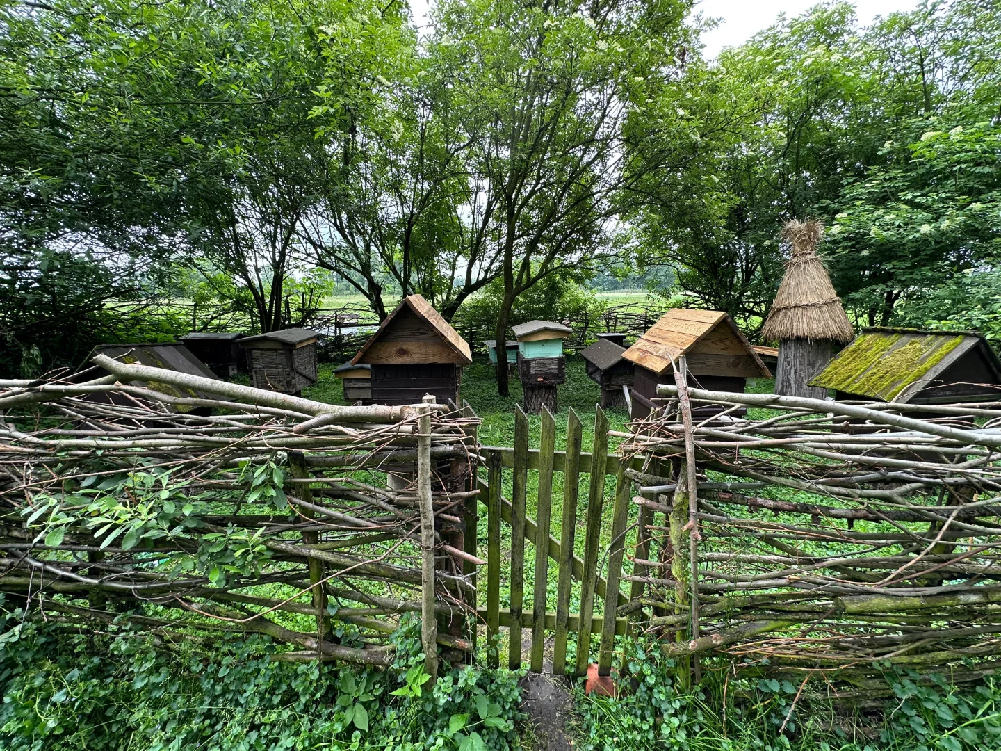 波兰之树屋是真的树 ，自己长成了个“客厅”！