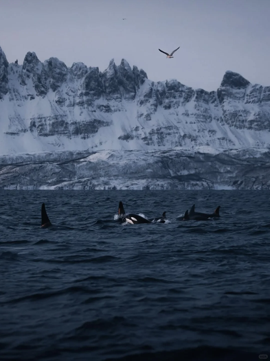 🇳🇴挪威真的绝美，但不建议一个人来