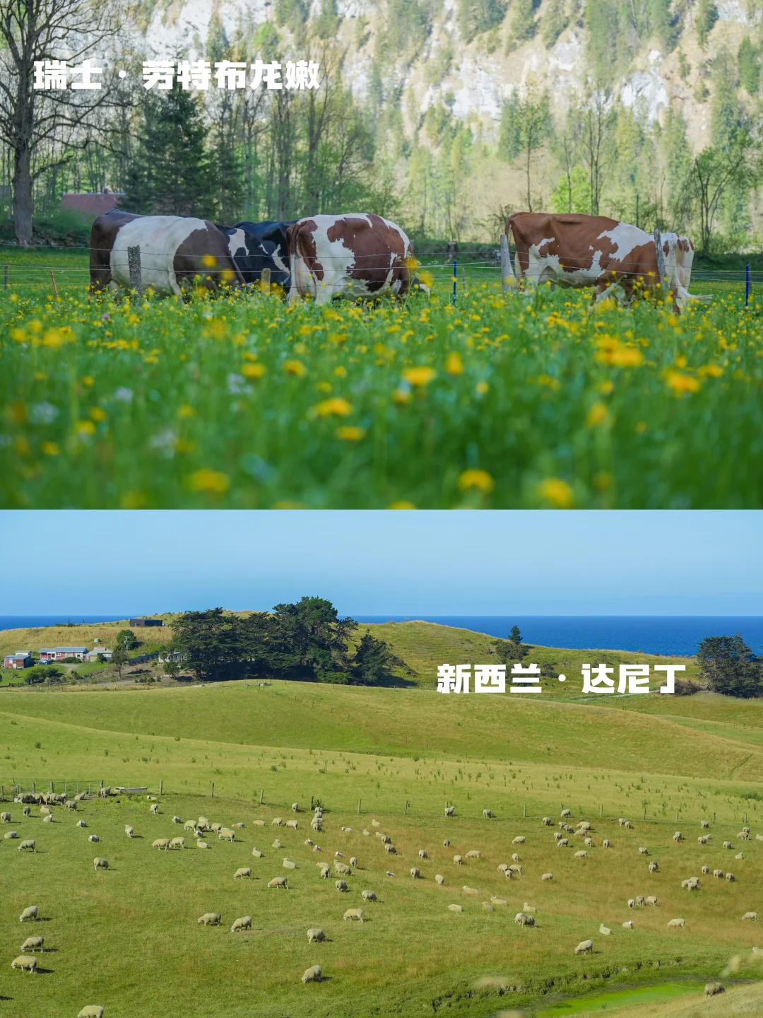 瑞士🆚新西兰实拍对比‼️吃喝玩乐优缺点速看