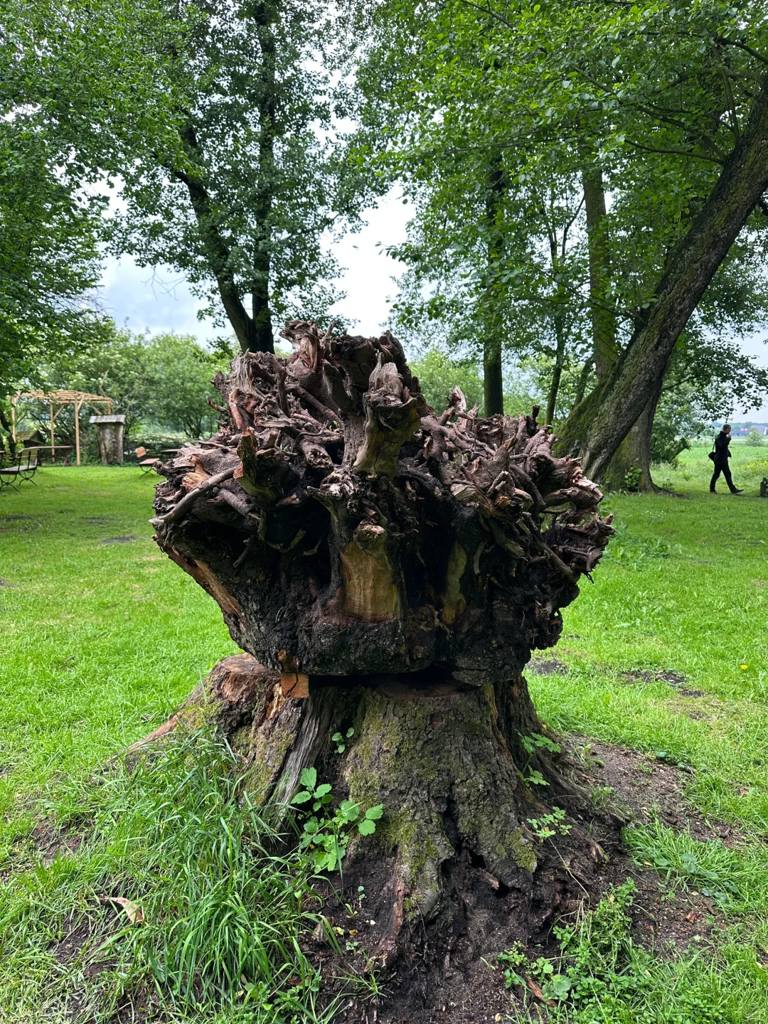 波兰之树屋是真的树 ，自己长成了个“客厅”！