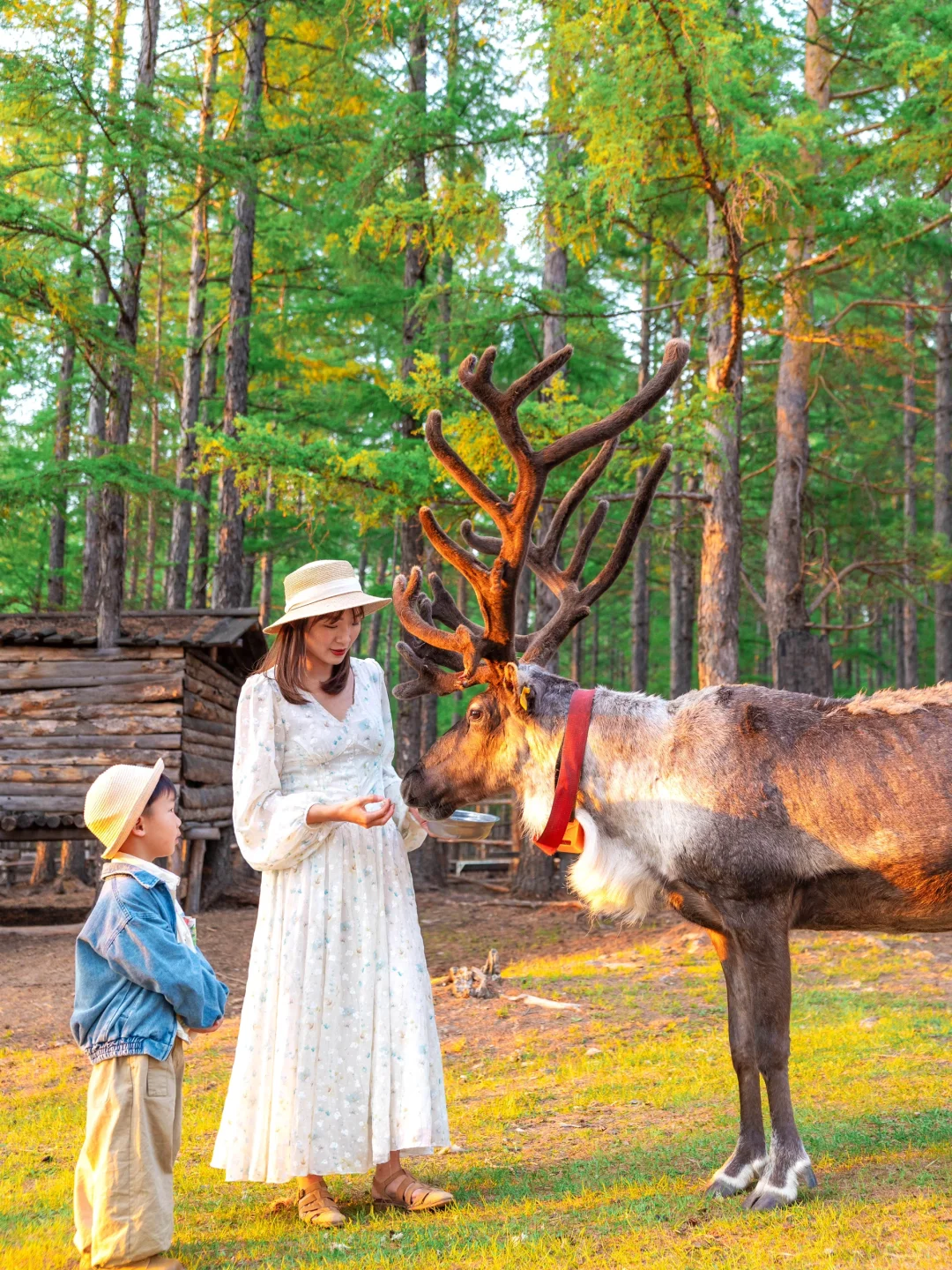 夏天的呼伦贝尔太适合遛娃了！六天五夜攻略