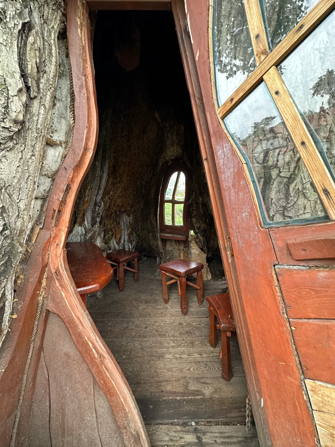 波兰之树屋是真的树 ，自己长成了个“客厅”！