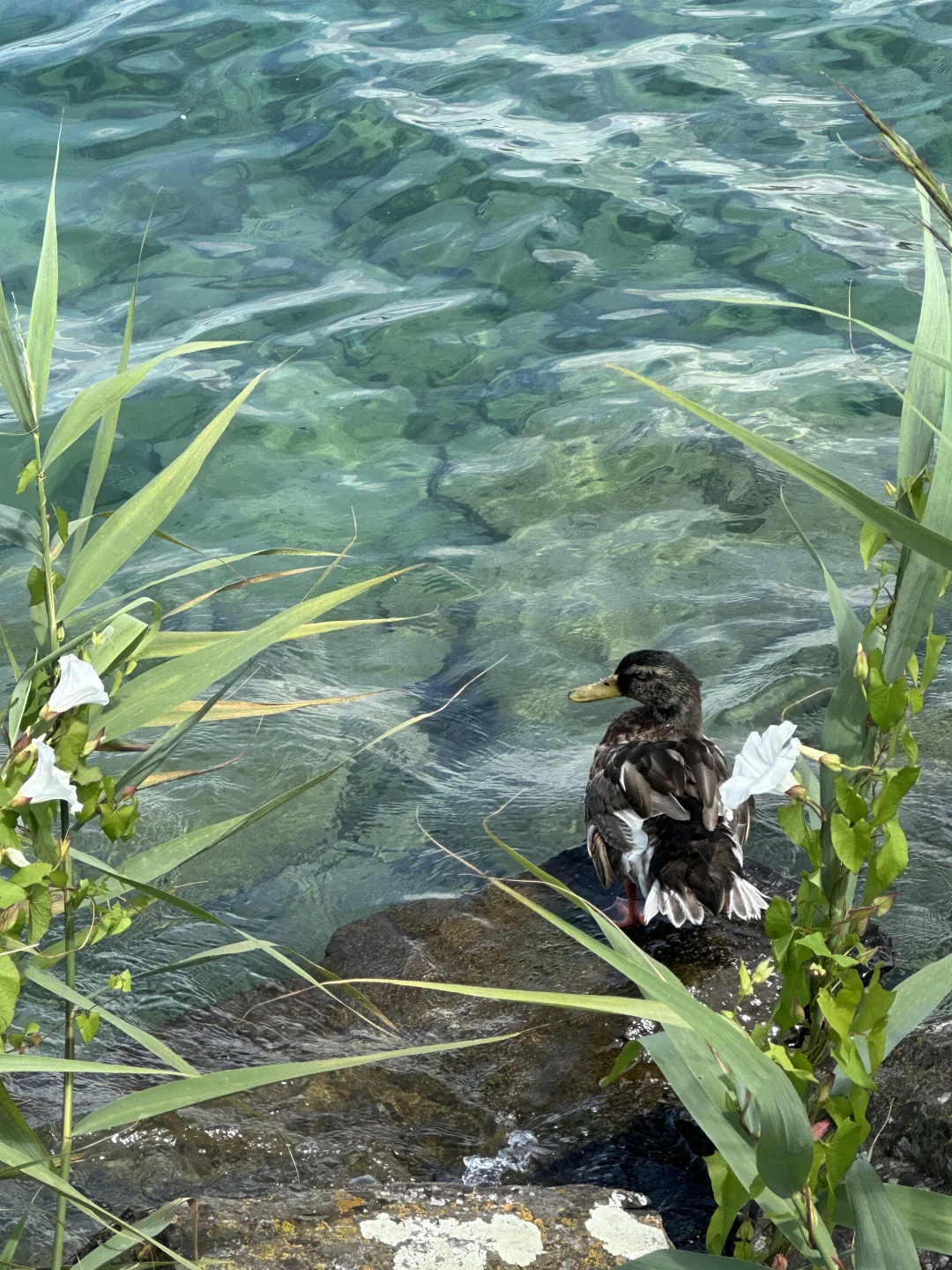 绝美的瑞士小镇🇨🇭