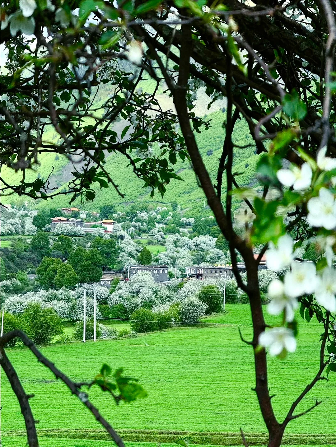 6.12📍川西已回，live现状直出，劝退不了…