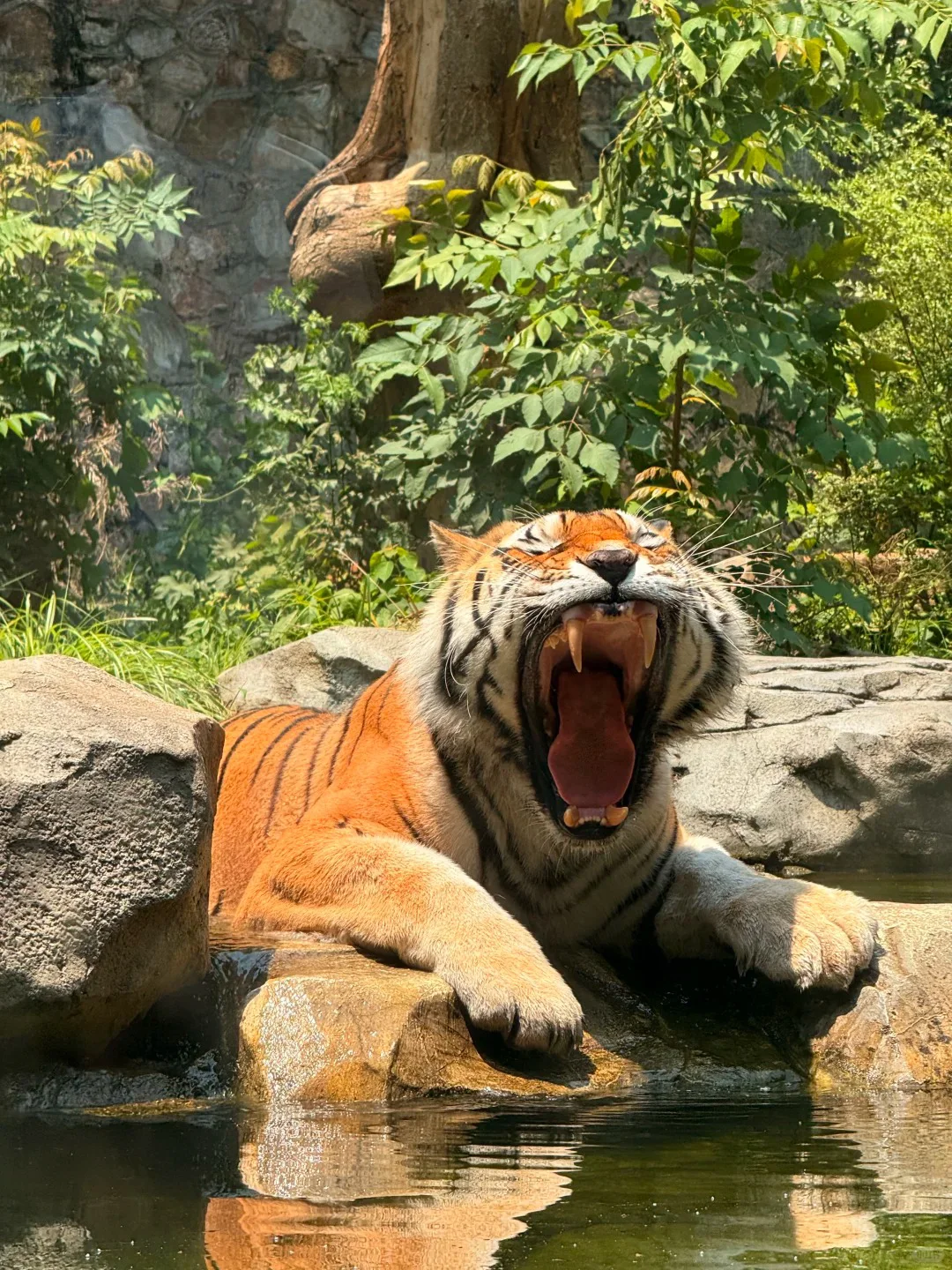 6-8月去南京红山动物园旅游🔥一定要听劝!!