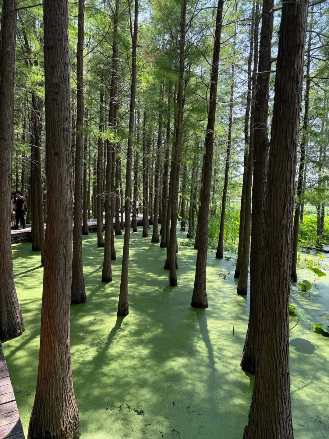 6-8月徐州最新避暑旅游攻略❗不踩雷人均500