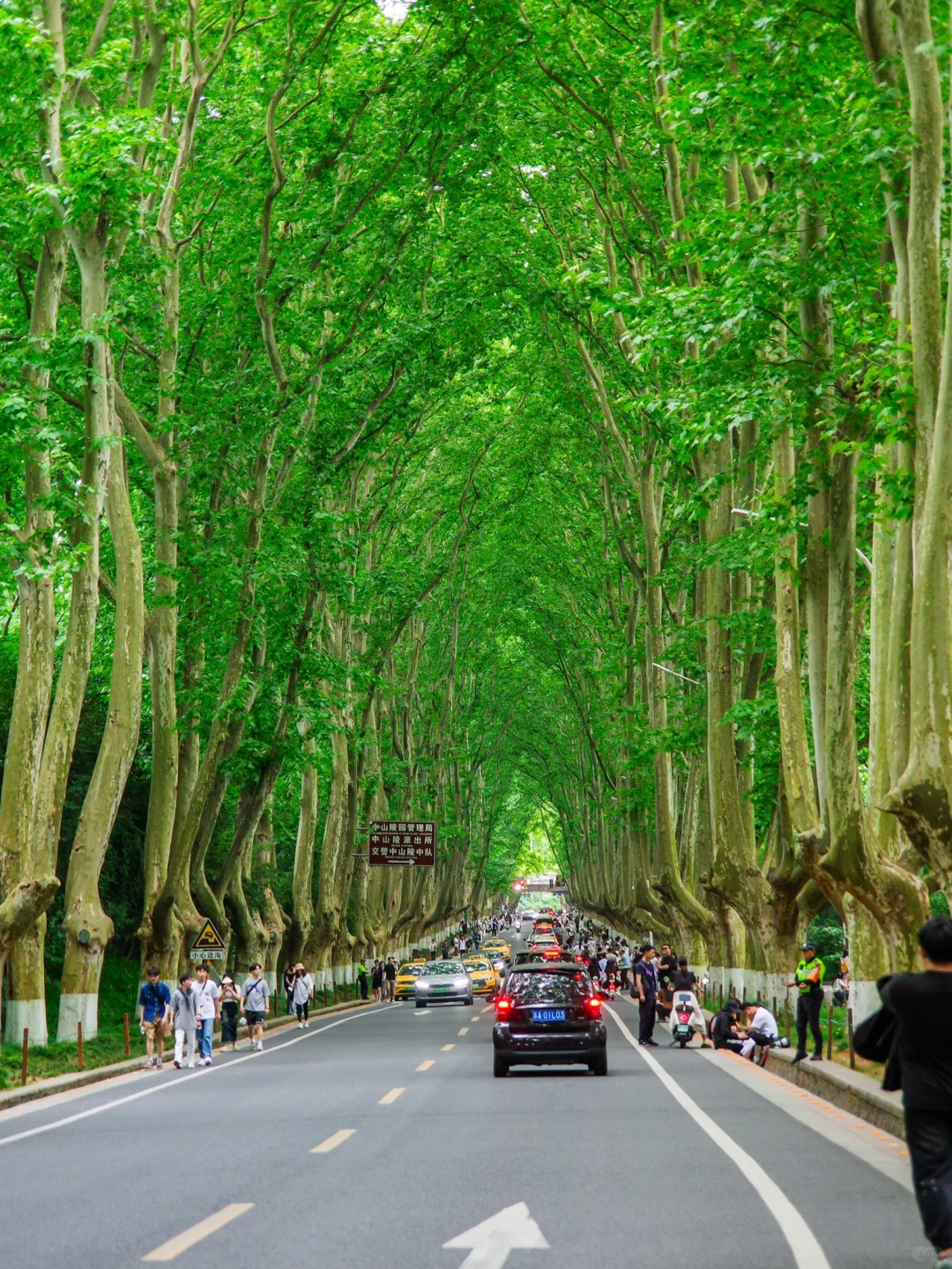 为了这18张照片……我特地飞了趟南京!(附机位