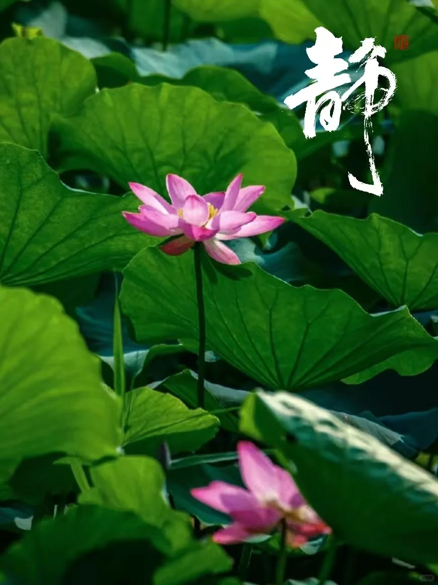 夏天总要来趟大明湖|与荷之约即是盛宴！