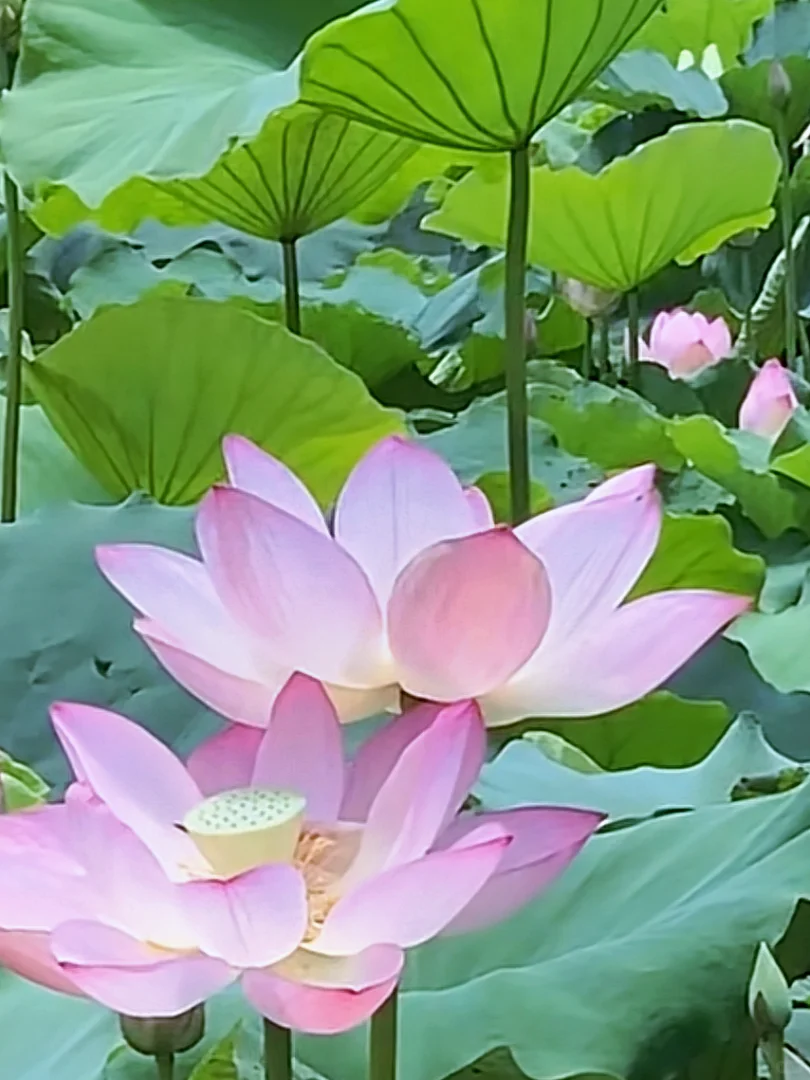 夏天总要来趟大明湖|与荷之约即是盛宴！