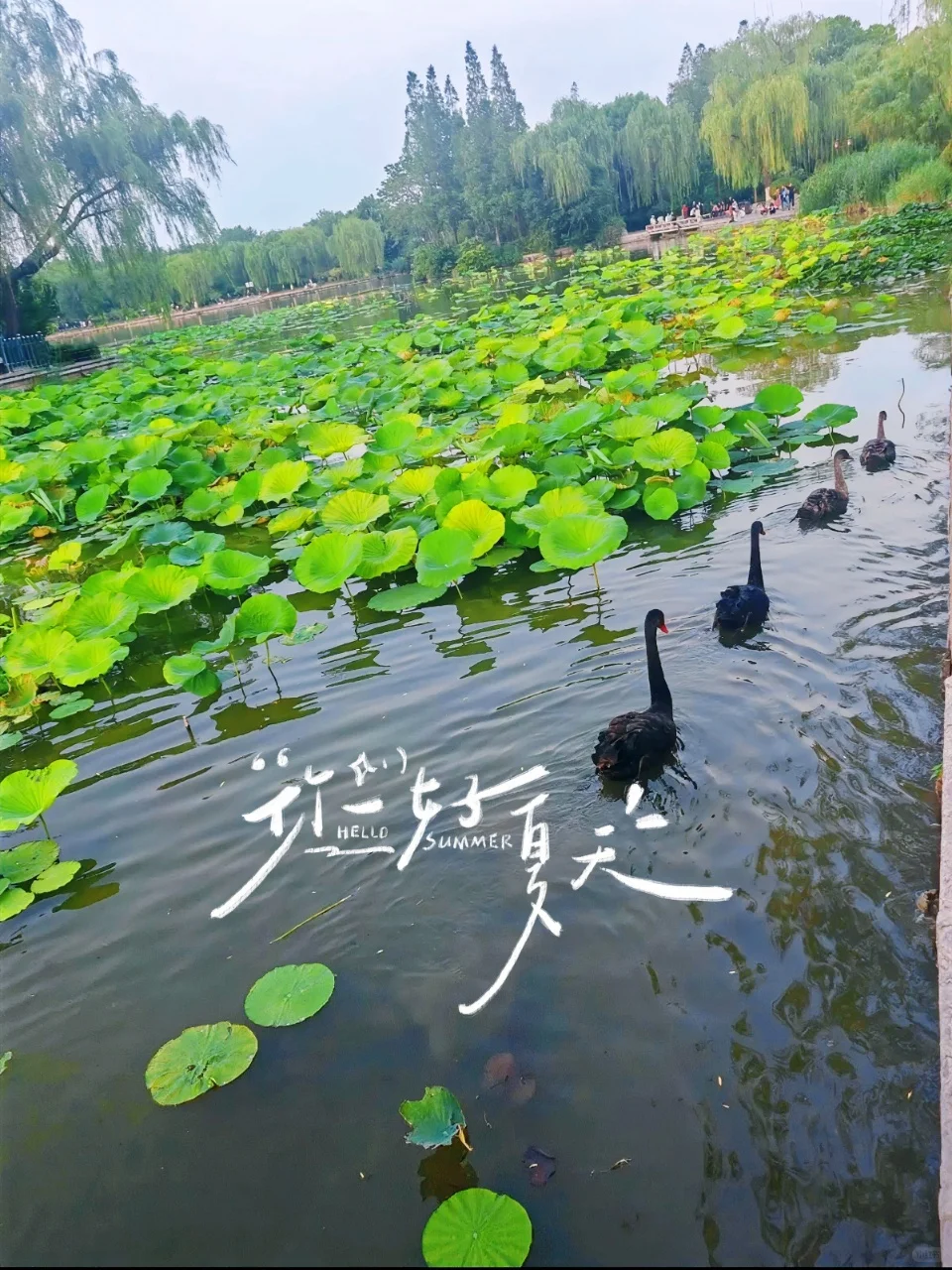 夏天总要来趟大明湖|与荷之约即是盛宴！