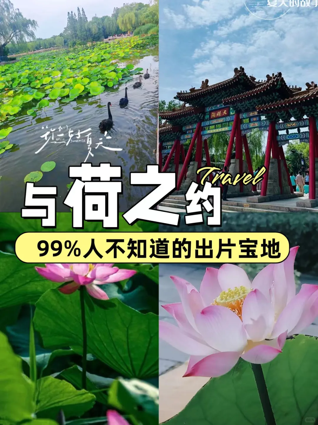 夏天总要来趟大明湖|与荷之约即是盛宴！