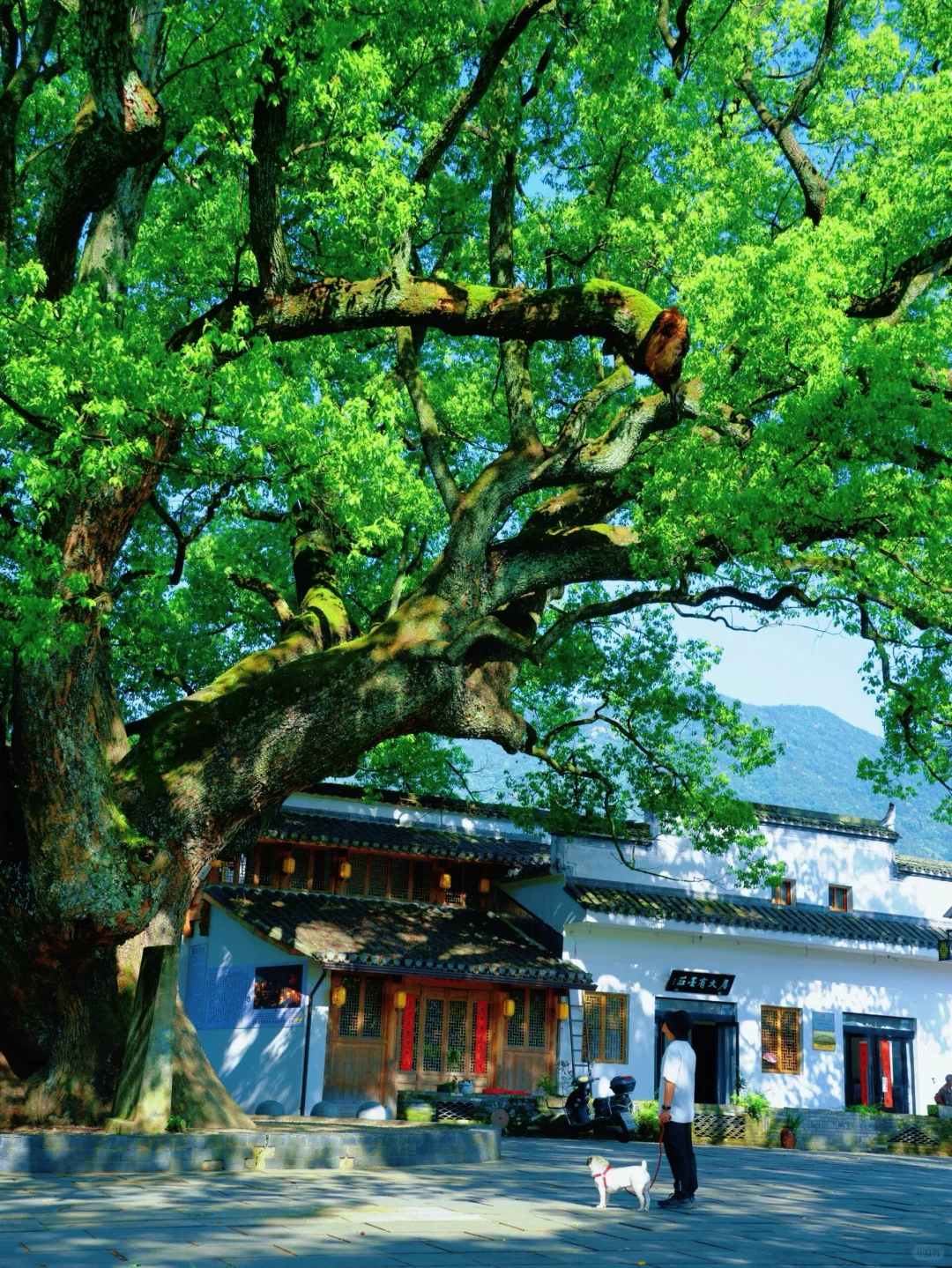 👆婺源8个免费古村｜很治愈😍