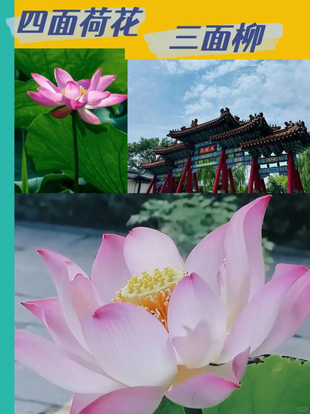 夏天总要来趟大明湖|与荷之约即是盛宴！