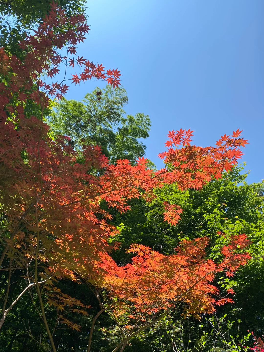 广州l✈️江浙沪怎么玩？2k拿下🤏🏻