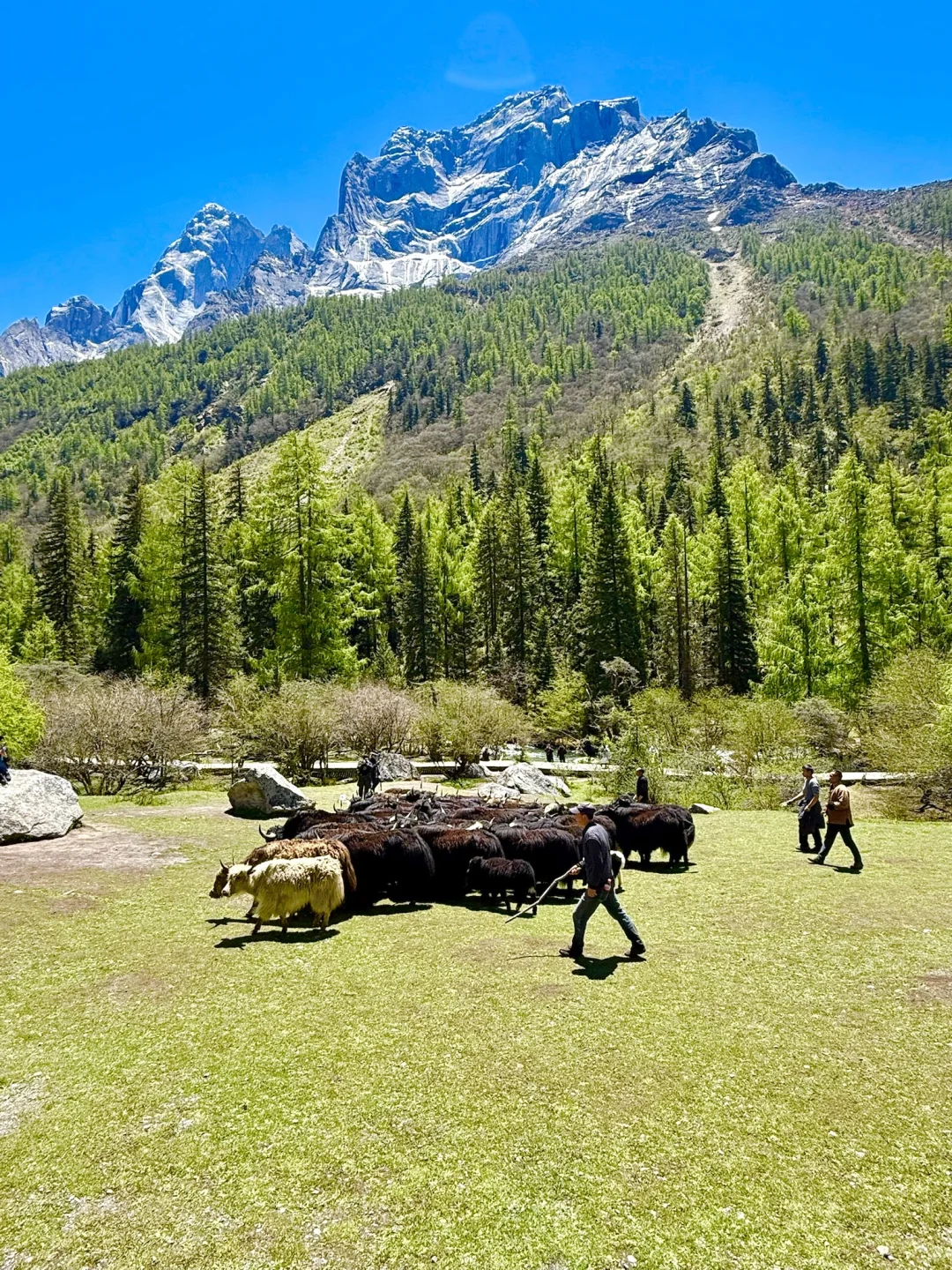 雪山下的松弛感真的可以封神。。。。全live