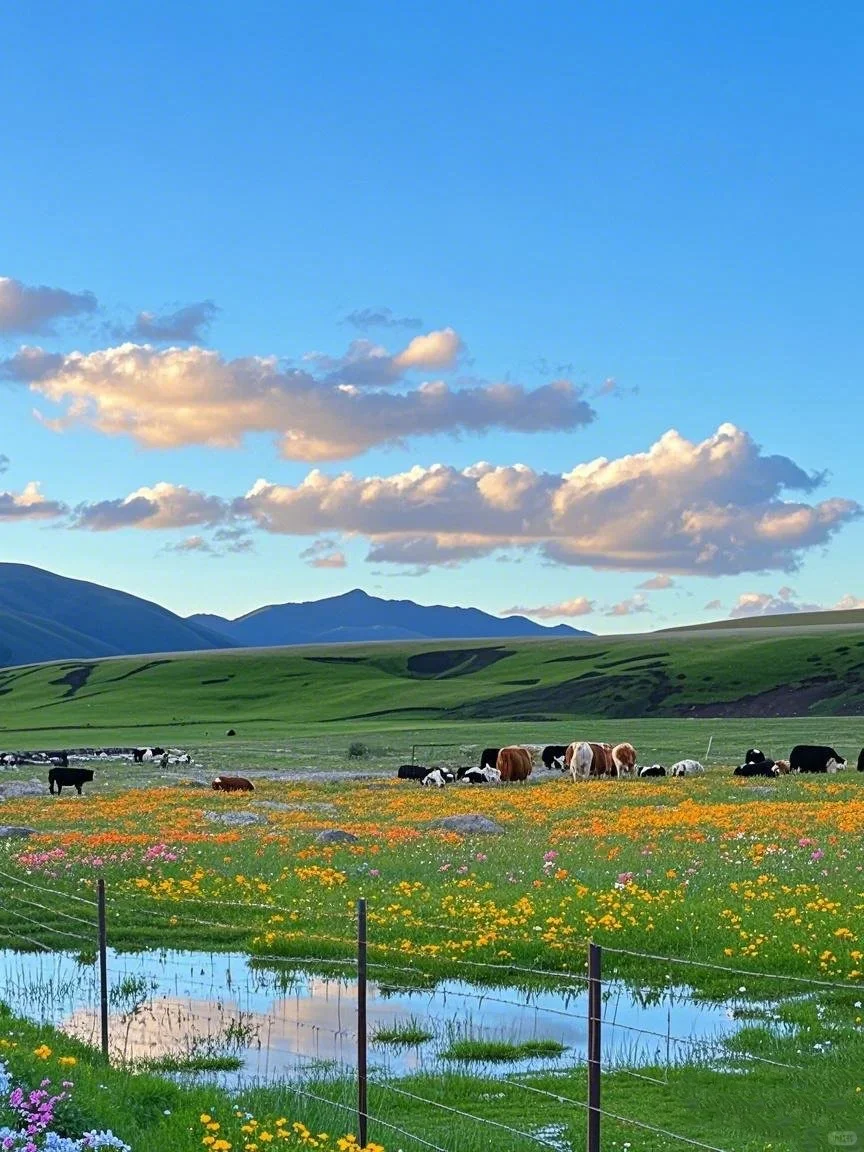 不在瑞士...6-8月的川西🏔️!真比瑞士还震撼
