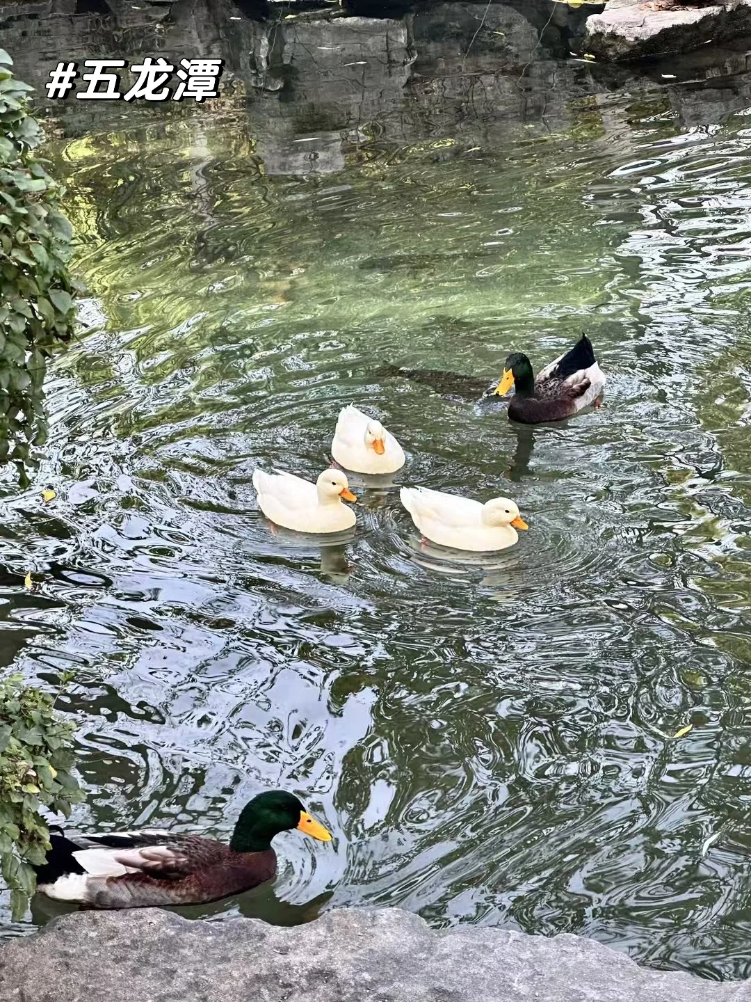 周末48h逃离天津→→→📍济南