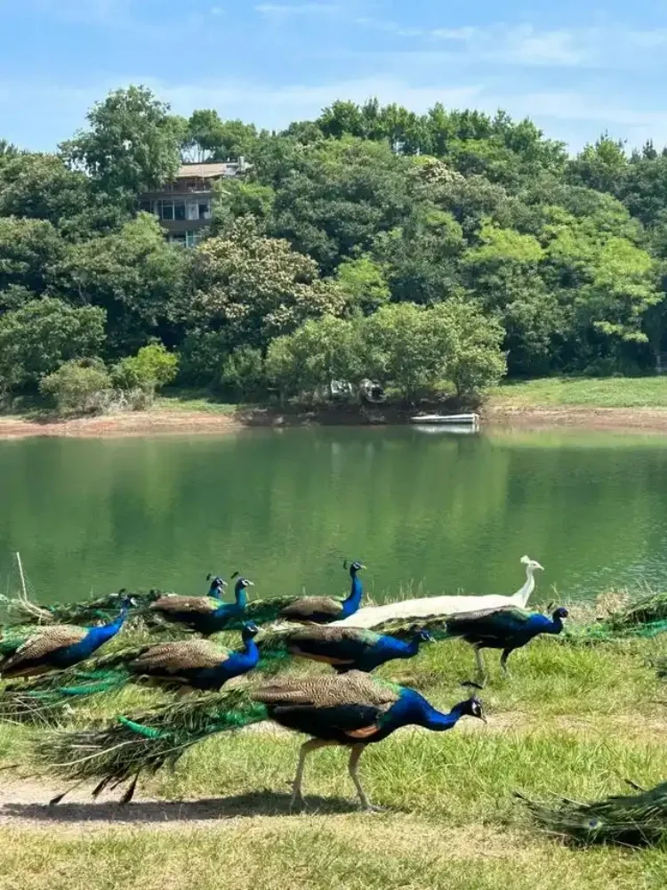 🌟【六安必玩景点+隐藏美食地图】🌟