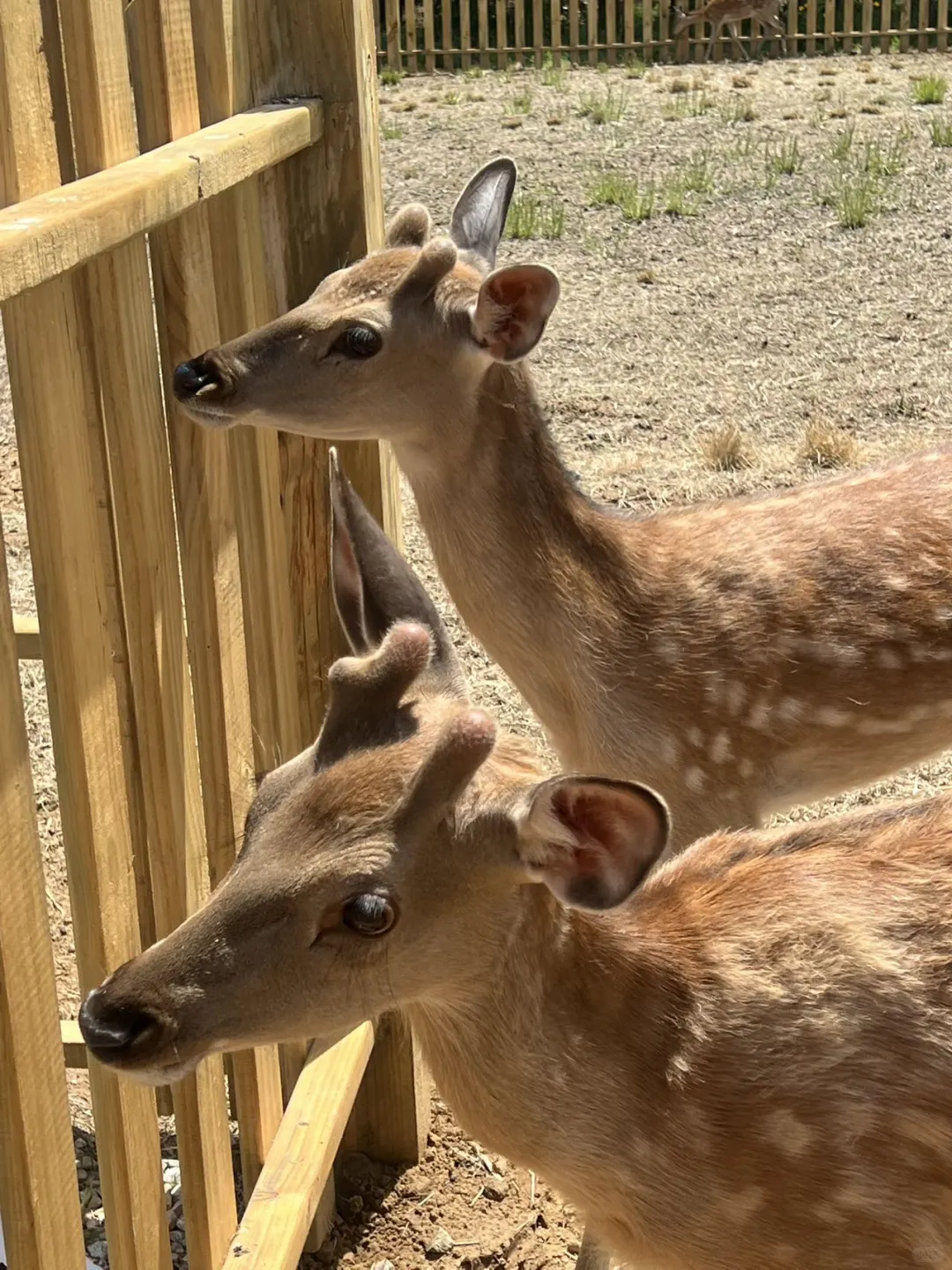 日照2天1夜旅游攻略✨看这一篇就够了
