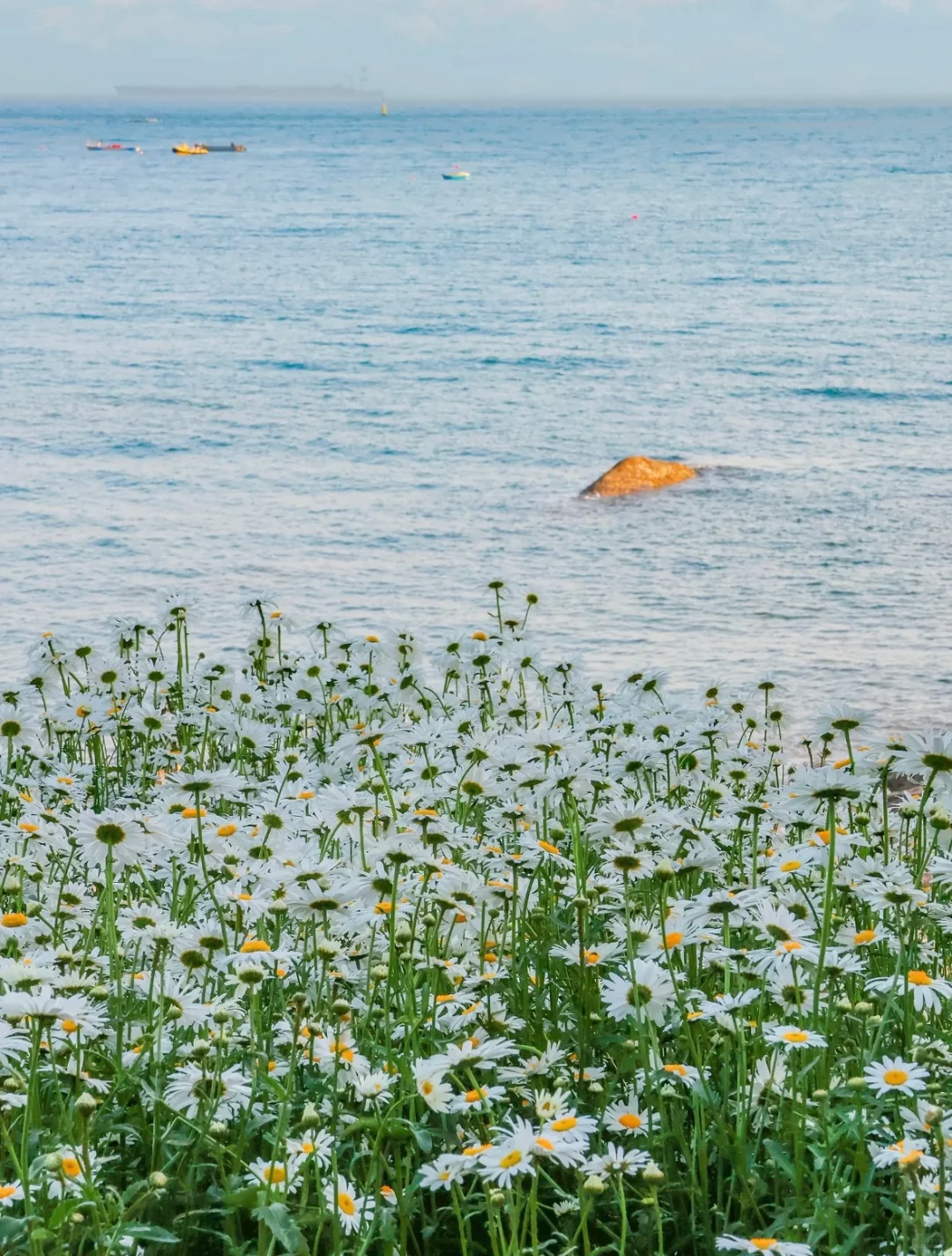 别再乱搜啦!这才是青岛旅游天花板攻略