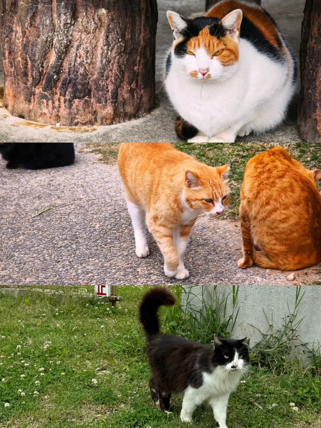 冲绳旅游必打卡的7个小众景点，玩得很惬意