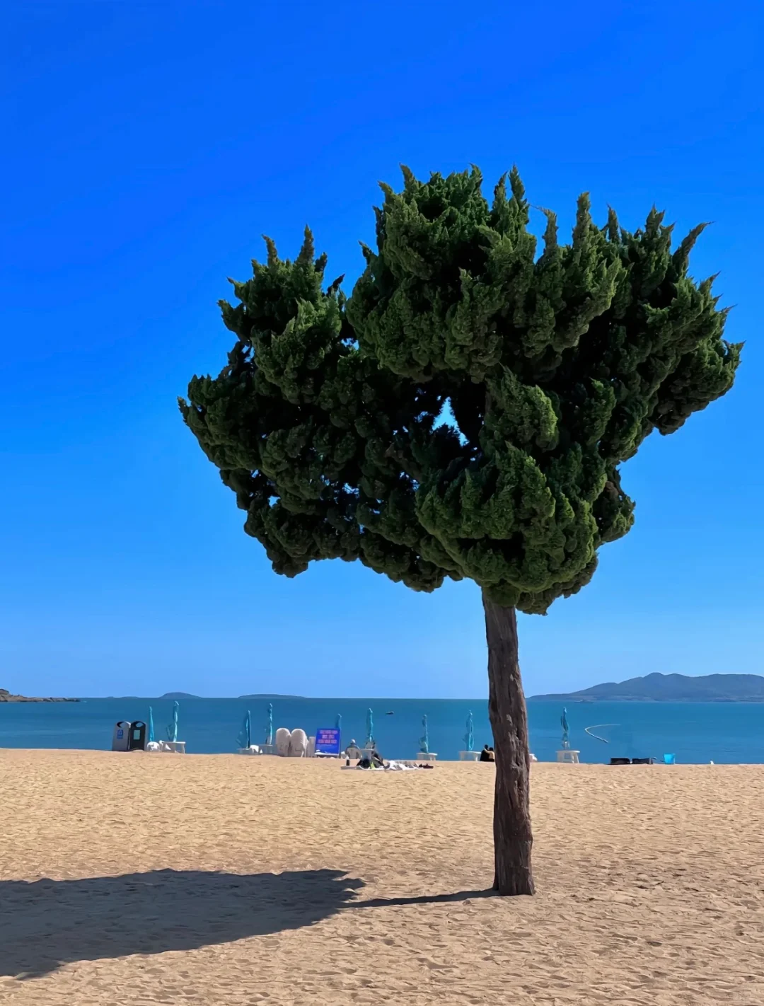 别再乱搜啦!这才是青岛旅游天花板攻略