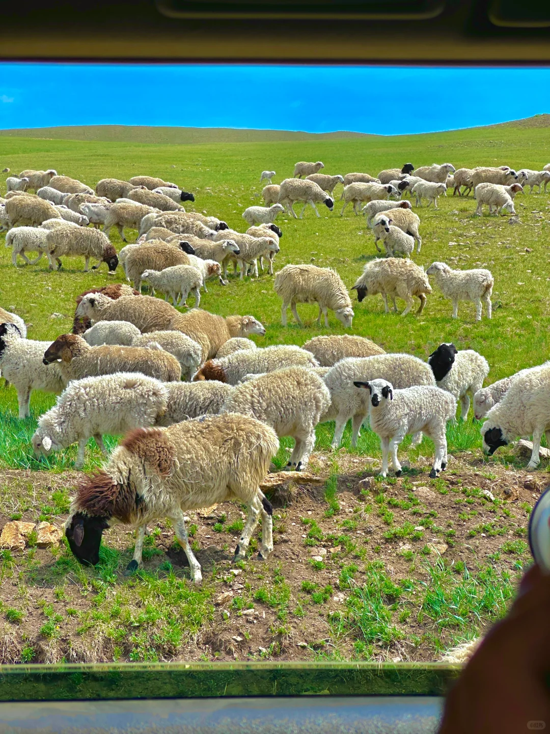 为了这18张live图，专门飞了趟呼伦贝尔…