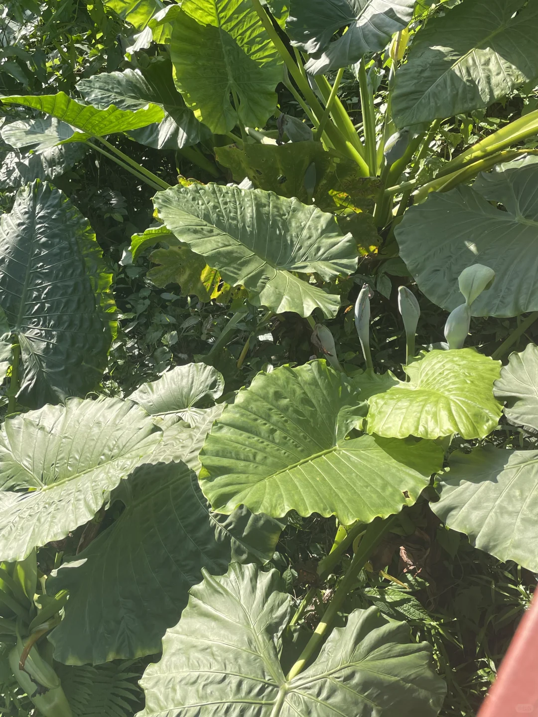 大自然~天然氧吧,专治“不开心”