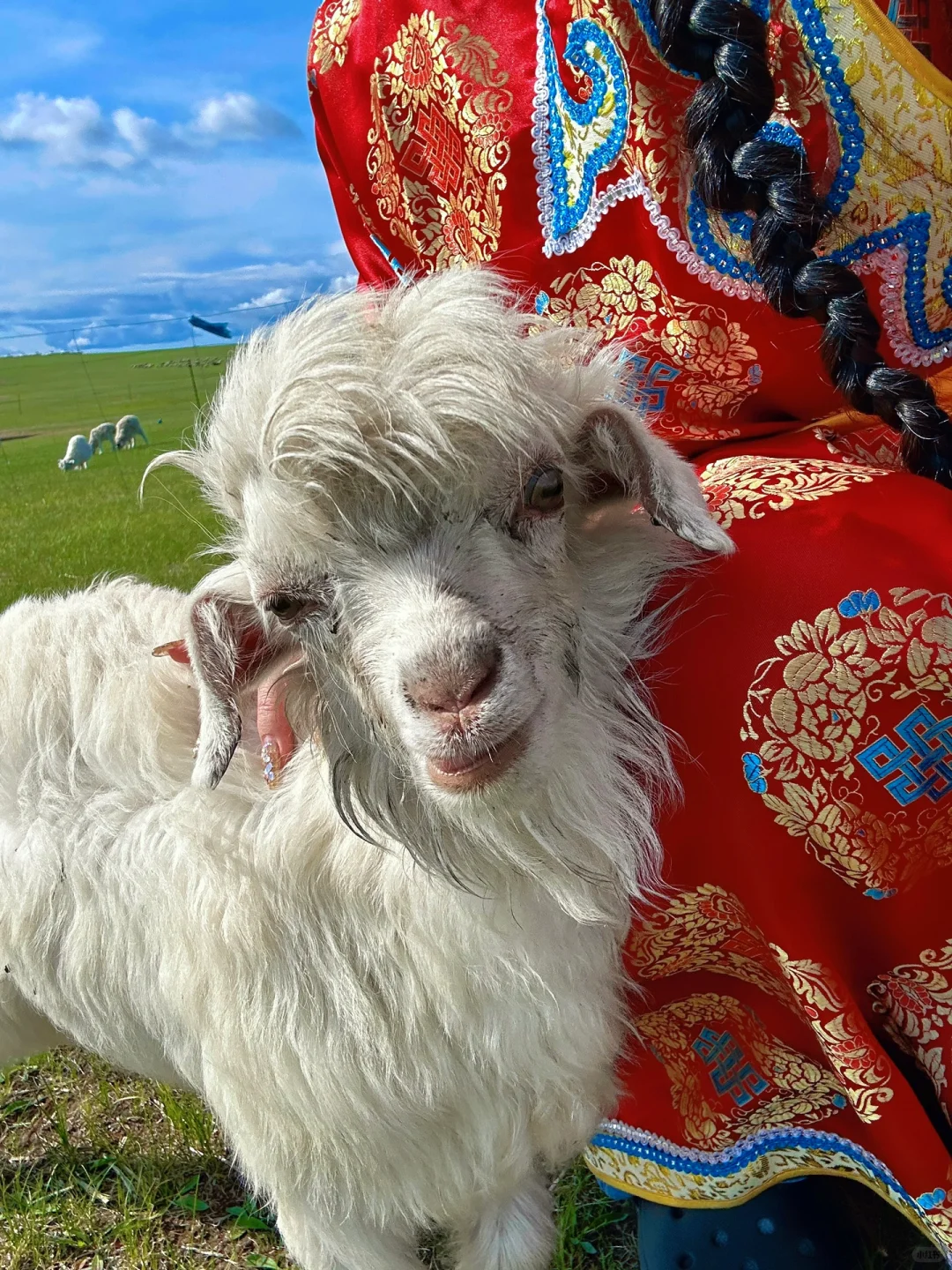 实拍！呼伦贝尔这18张live图我能记一辈子🥺