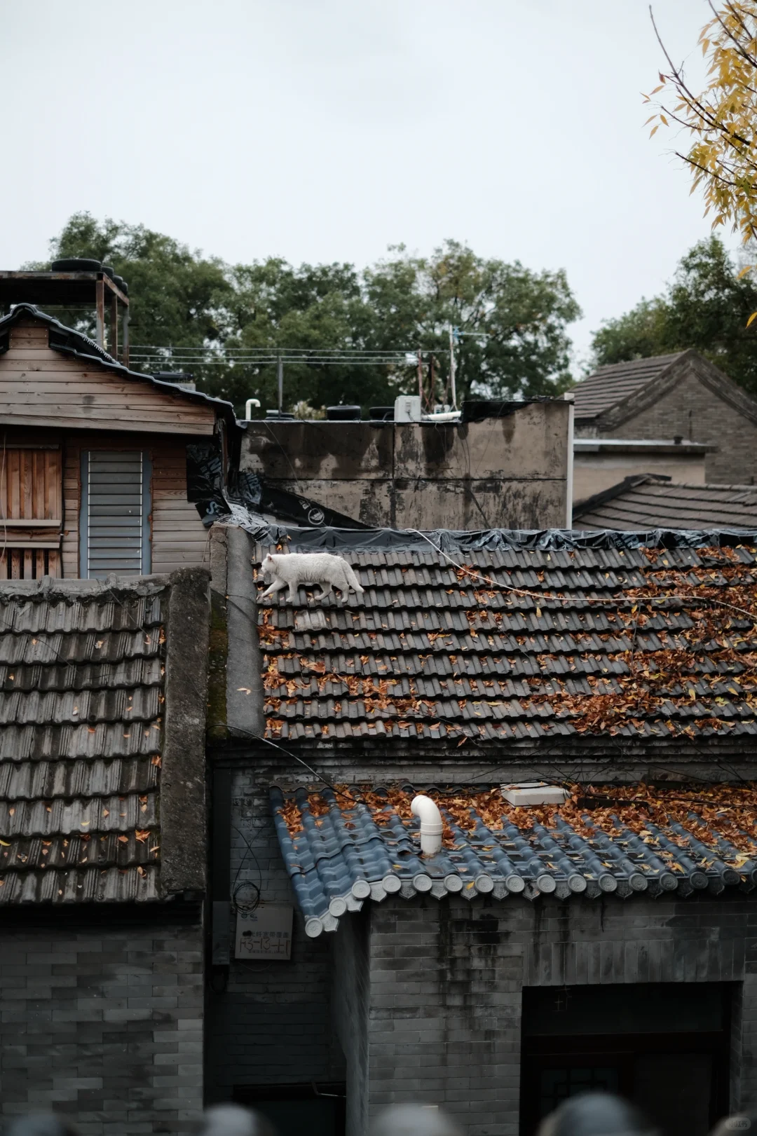 solo trip目的地推荐（国内版