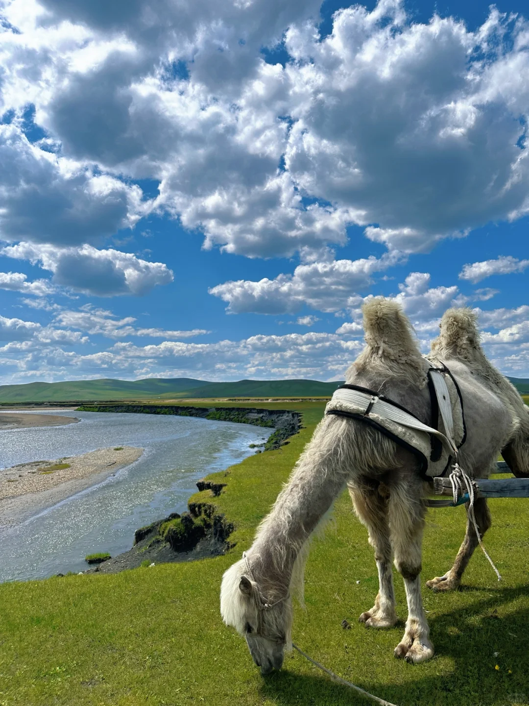 实拍！呼伦贝尔这18张live图我能记一辈子🥺