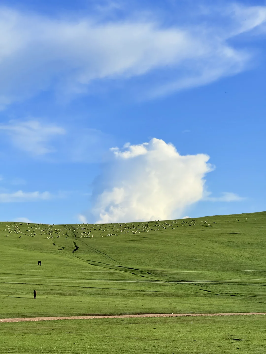 18张live！初夏的呼伦贝尔杀疯了！！！