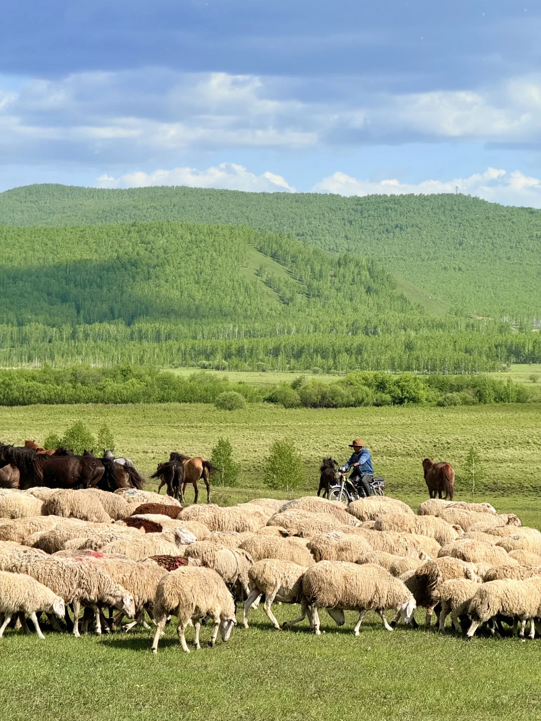 18张live！初夏的呼伦贝尔杀疯了！！！
