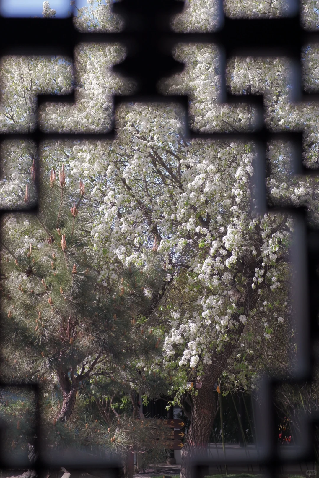 山东临清｜被严重低估的运河古城！