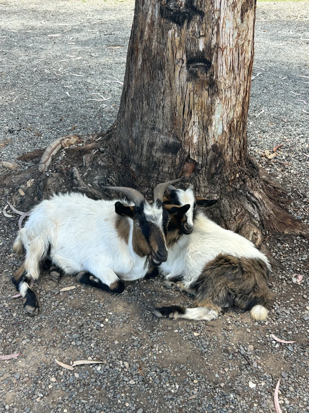 6.7泸沽湖live 晴天的泸沽湖每一帧都很美