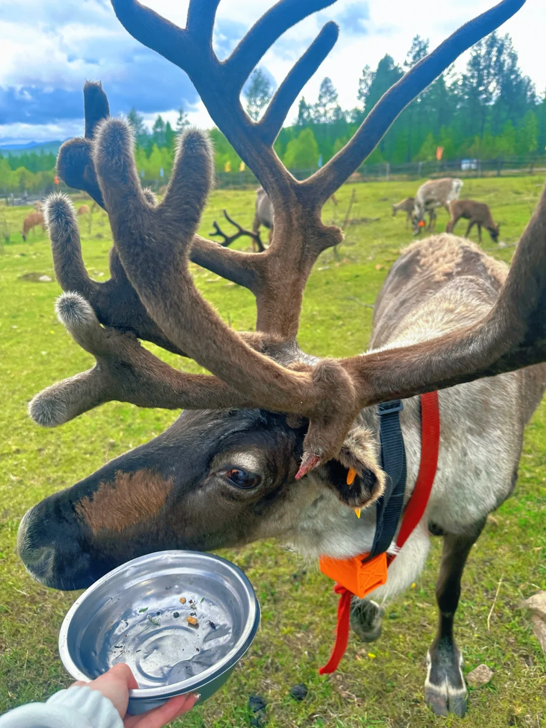 实拍！呼伦贝尔这18张live图我能记一辈子🥺