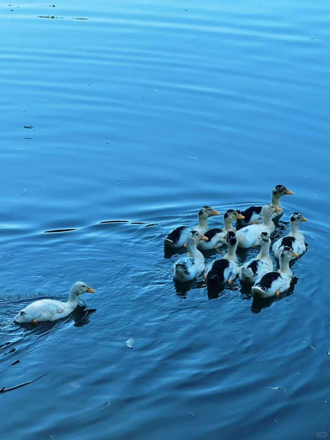 🌿景德镇秘境!本地人都不知道的仙人湖瀑布