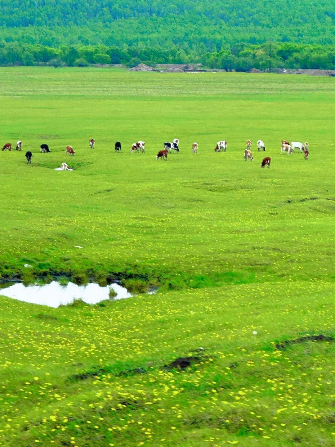 实拍！呼伦贝尔这18张live图我能记一辈子🥺