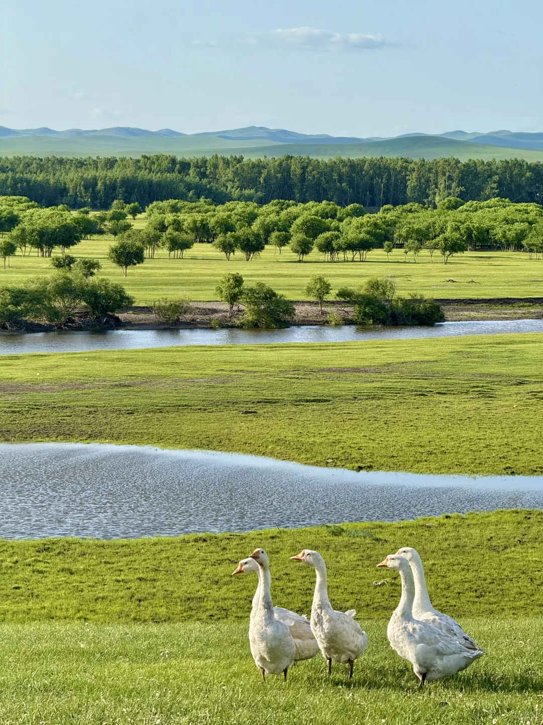 Live｜不敢相信，海的尽头是草原～