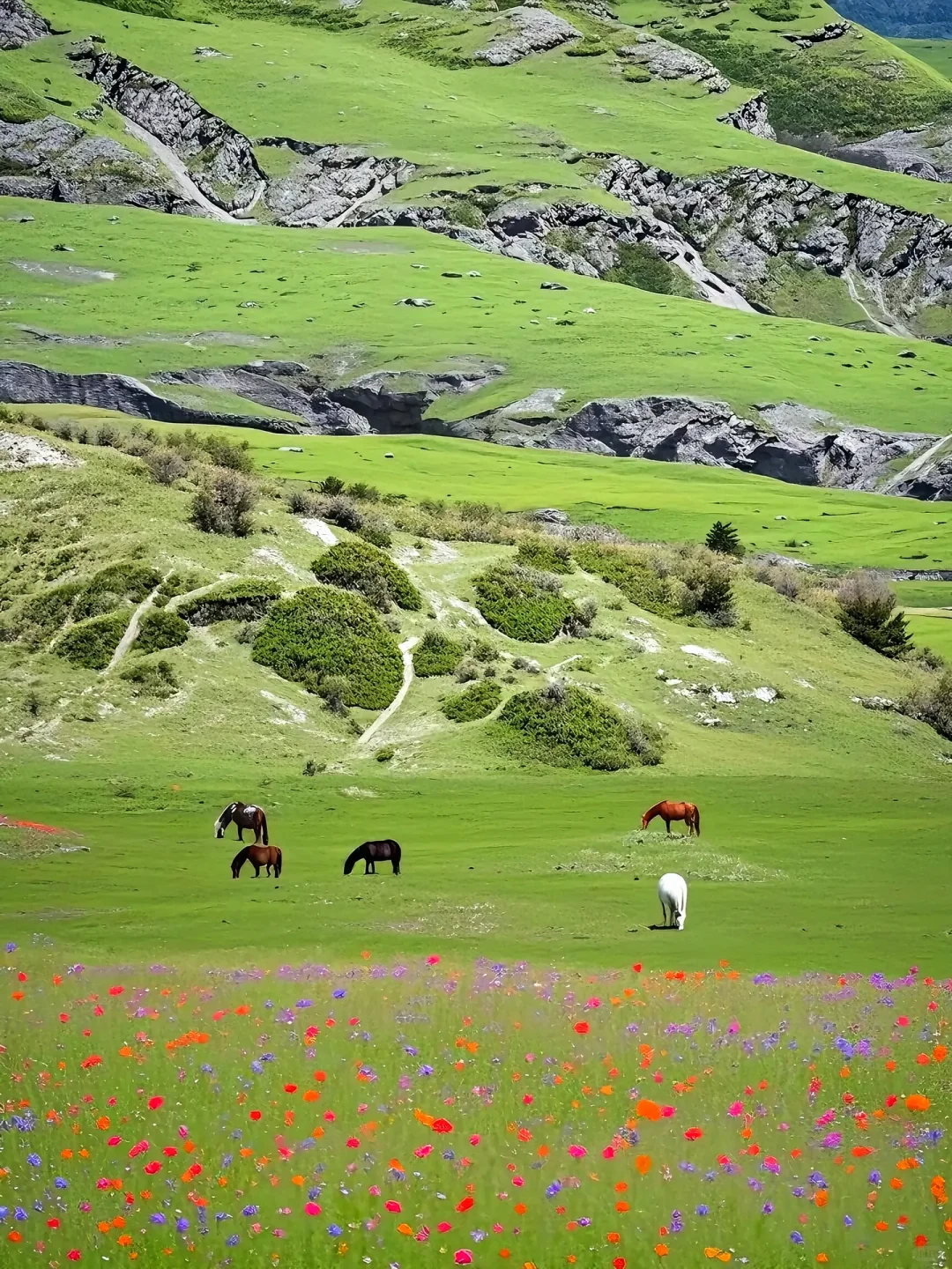 答应我‼️这辈子不要放弃去川西💐🐑……