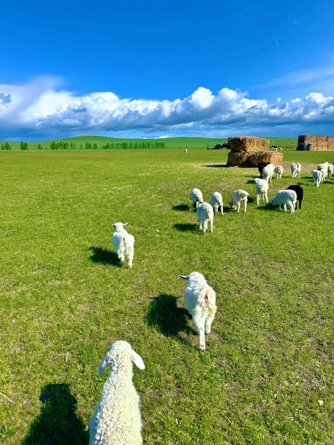 实拍！呼伦贝尔这18张live图我能记一辈子🥺