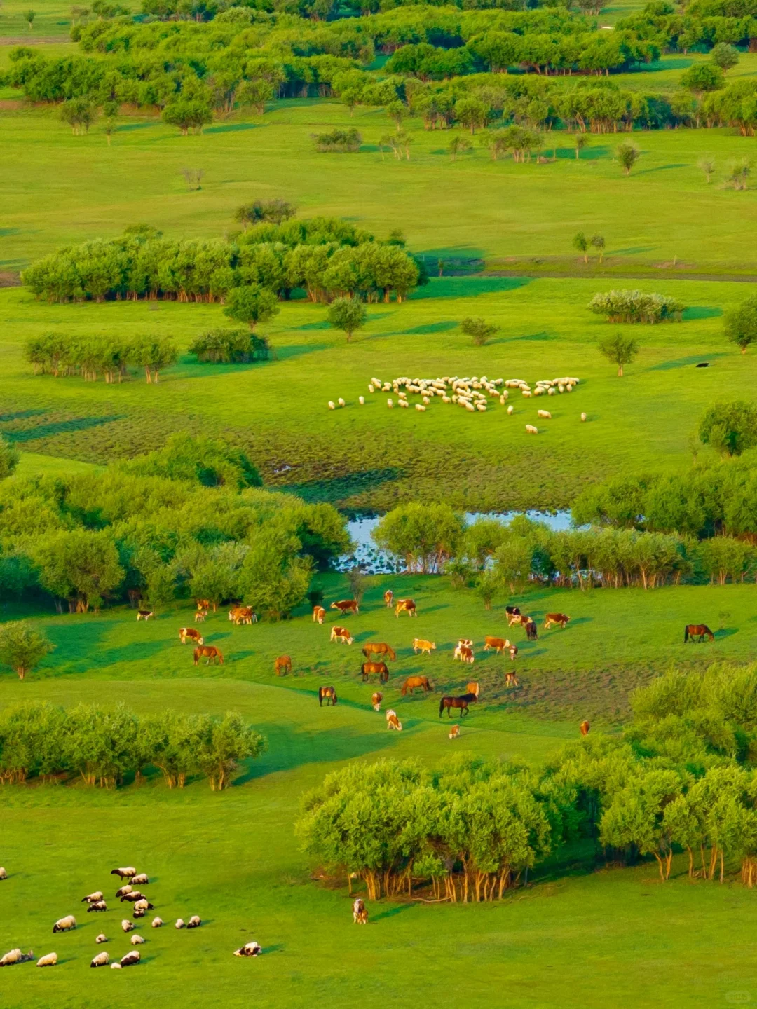 朋友圈问疯了！不是瑞士新西兰，在呼伦贝尔