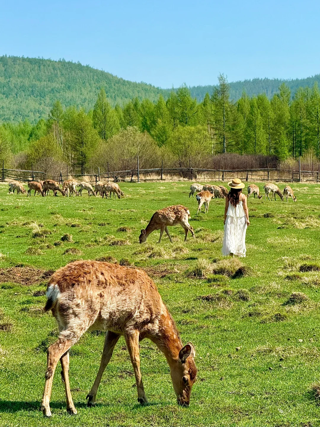 “人生三万天，总要留6天给呼伦贝尔吧～🐏”