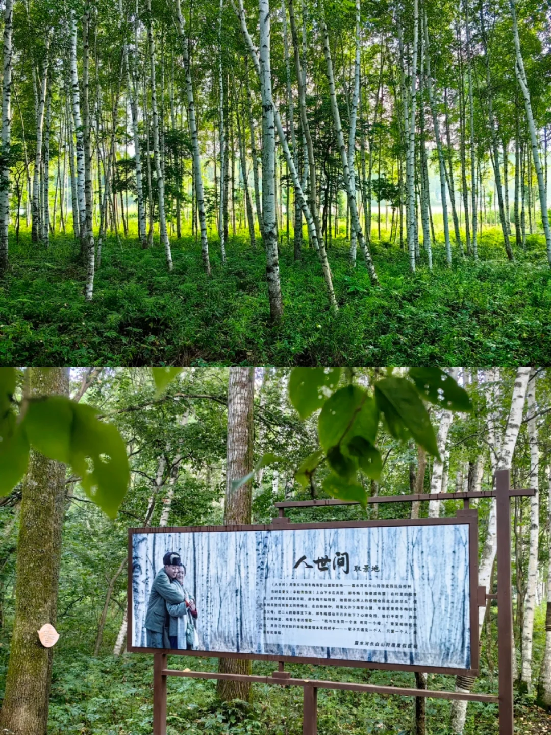 暑假第一件事：带娃去22℃的长白山过夏天